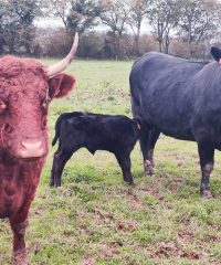 Les Angus de Kerlouet