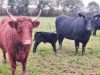 Les Angus de Kerlouet