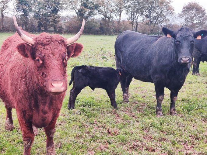 Les Angus de Kerlouet