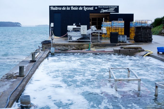 Huîtres élevées en pleine mer