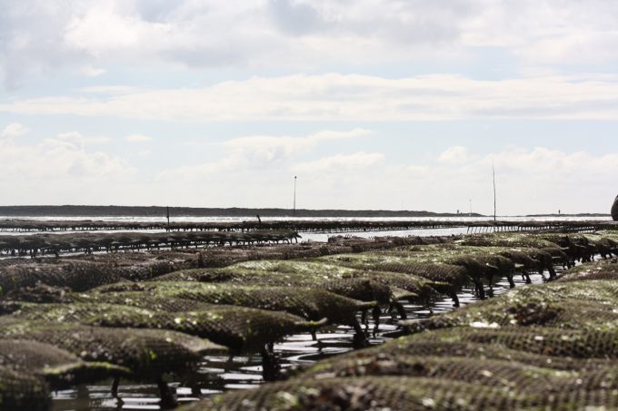 Les Huîtres de la Baie de Locoal
