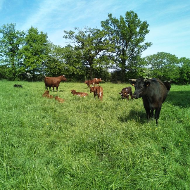 Les Trognes
