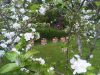 Let it bee - ruches et fleurs de pommiers