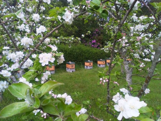 Let it bee - ruches et fleurs de pommiers