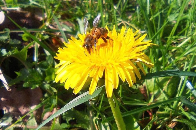 Let it bee - butineuse sur fleur de pissenlit