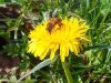 Let it bee - butineuse sur fleur de pissenlit