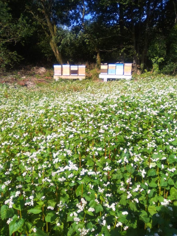 Let it bee - ruches et fleurs de sarrazin