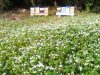 Let it bee - ruches et fleurs de sarrazin