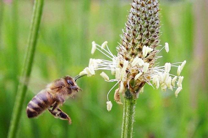 Let it bee - abeille et plantain