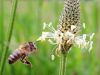 Let it bee - abeille et plantain