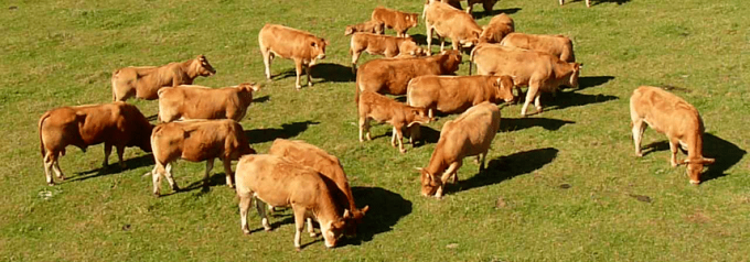 Vaches Limousines nourries à l'herbe