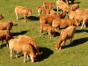 Vaches Limousines nourries à l'herbe