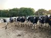 Maison Jeanne et Jean - vaches laitières