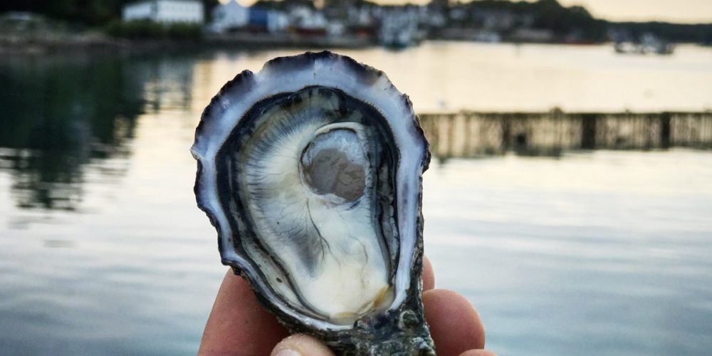 Huîtres : Saison, Types, Élevage, Calibres, Variétés… [GUIDE COMPLET]