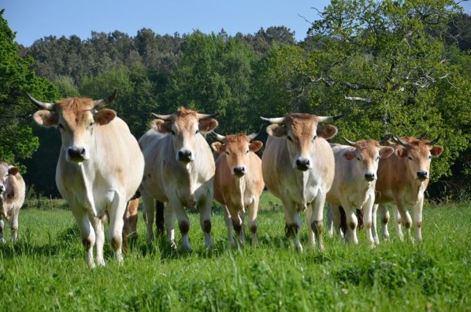Vaches