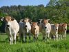 Vaches