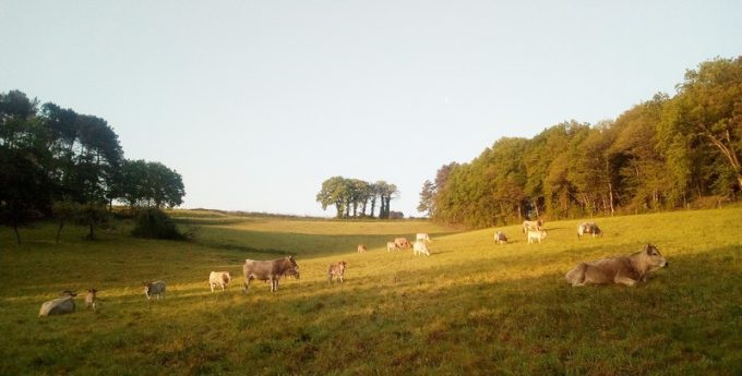 Bocage