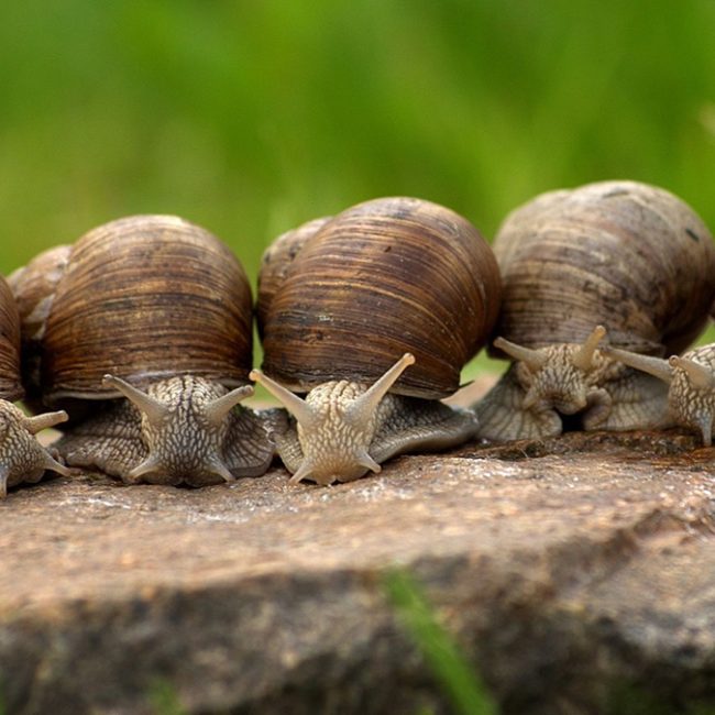 Le Maligorn Gourmand