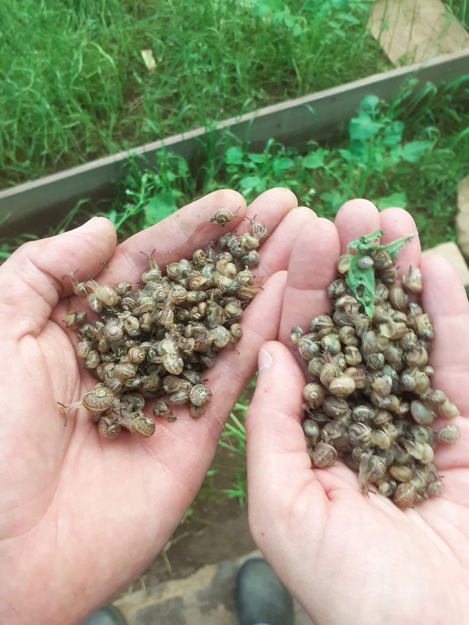 Le Maligorn Gourmand - jeunes escargots