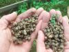 Le Maligorn Gourmand - jeunes escargots