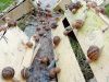 Le Maligorn Gourmand - élevage détails