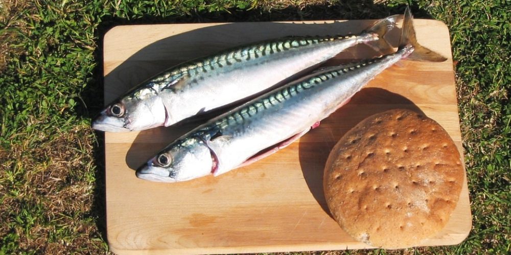 Quelle est la saison du Maquereau ? Quels Bienfaits ? Idées recettes…