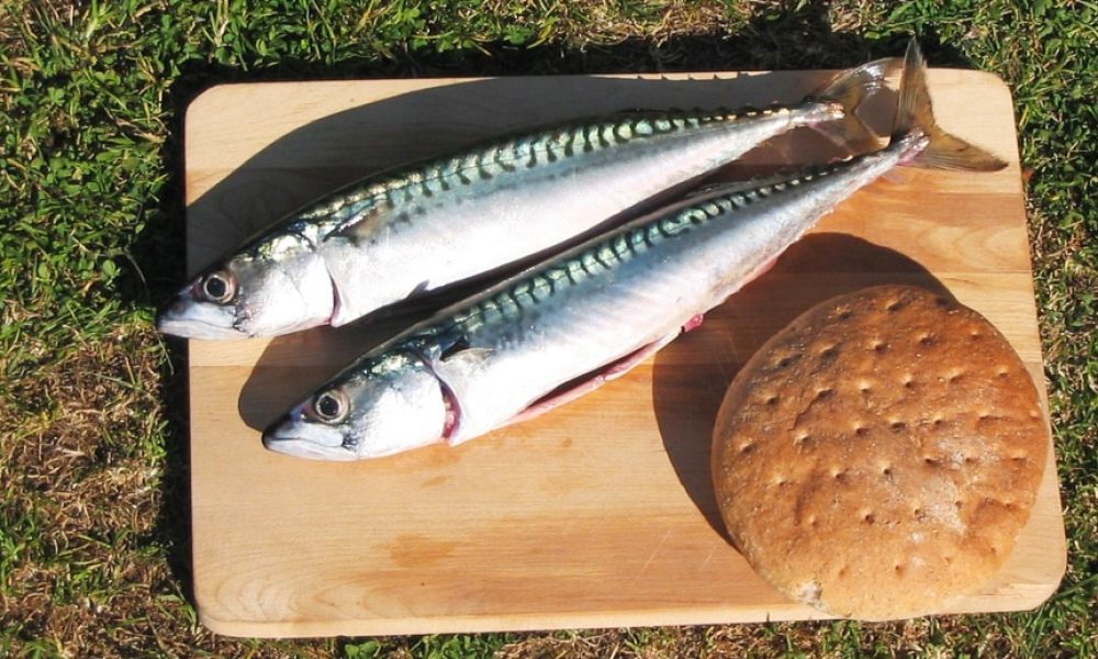 Quelle est la saison du Maquereau ? Quels Bienfaits ? Idées recettes…