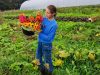 Production de fleurs