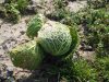 Des légumes cultivés à l'ancienne