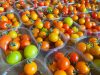 Tomates Cerises