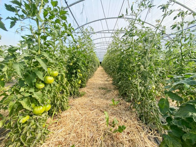 Serre de tomates