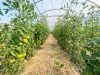 Serre de tomates