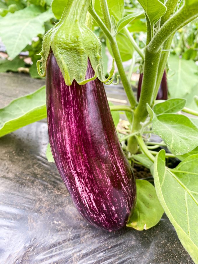 Aubergine