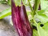 Aubergine
