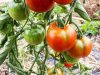 Tomates locales