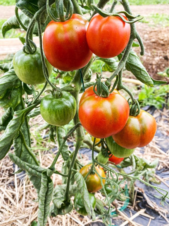 Tomates locales