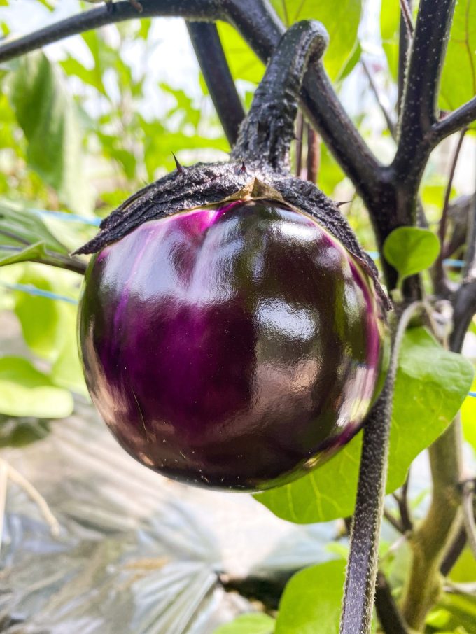 Aubergine