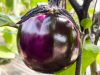 Aubergine