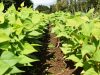 Rangées d'haricots