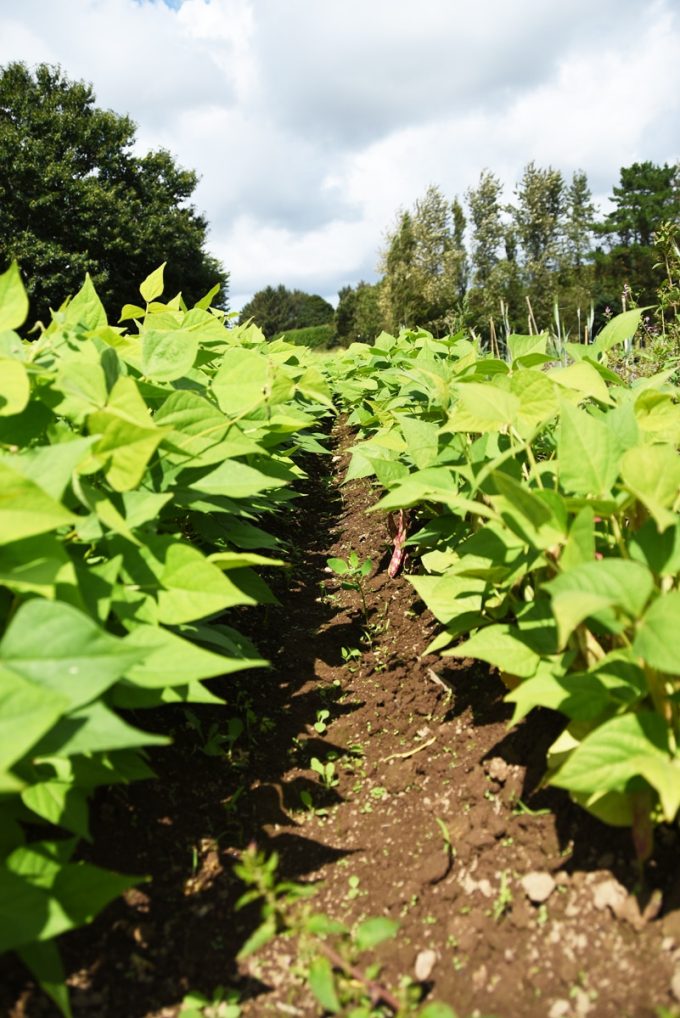 Rangées d'haricots