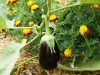 De belles aubergines