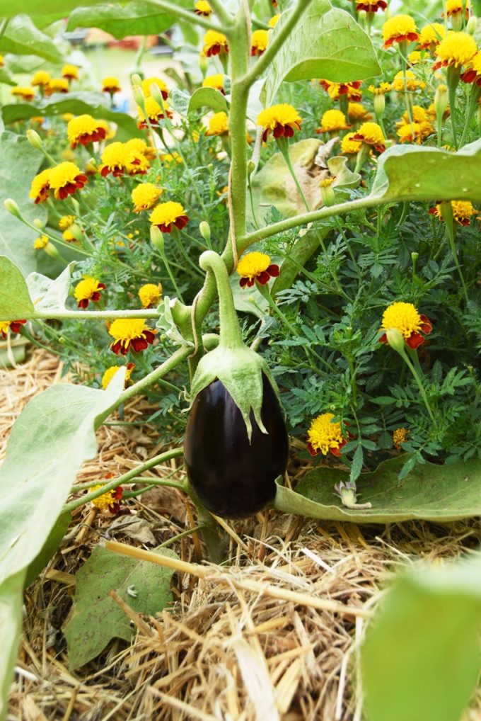 De belles aubergines