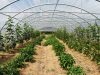 Serre de légumes