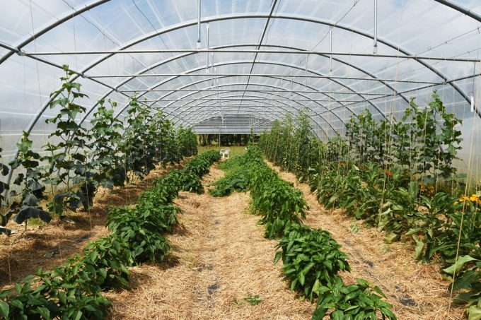 Serre de légumes