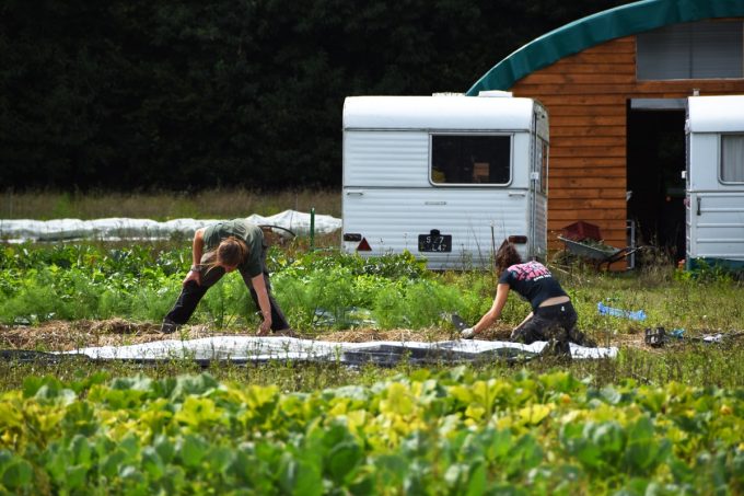Travail au potager