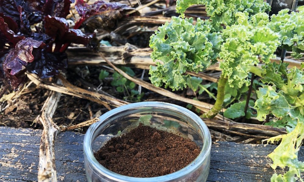 Marc de café : comment et pourquoi l&rsquo;utiliser au jardin et au potager ?