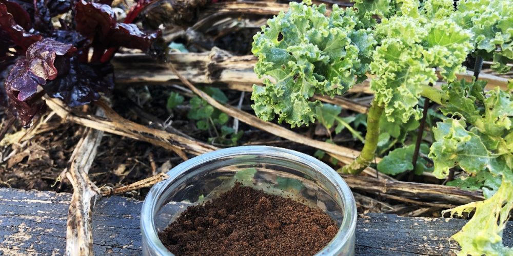 Marc de café : comment et pourquoi l&rsquo;utiliser au jardin et au potager ?