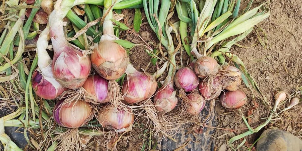 Tout savoir sur l’oignon ! Origines, variétés, saisons et bienfaits pour la santé