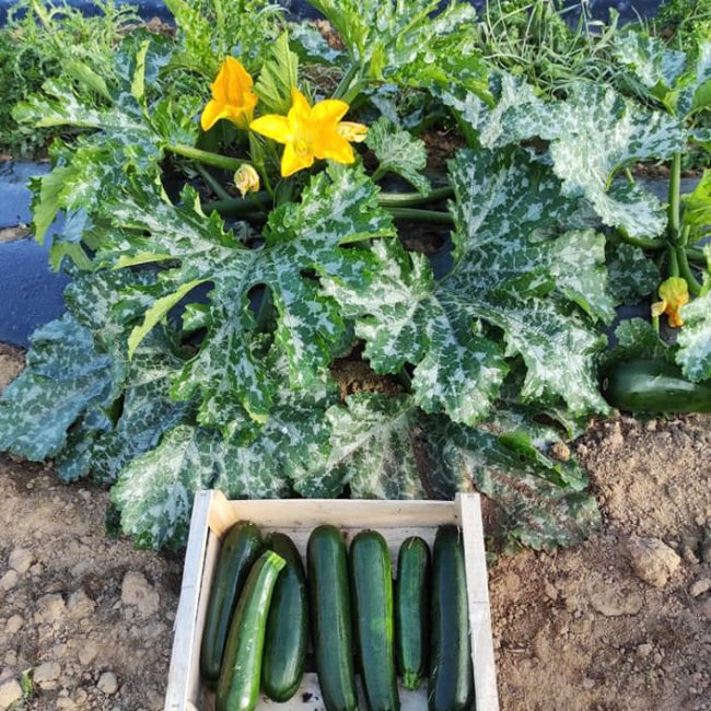 Le Marché de Traon Lan