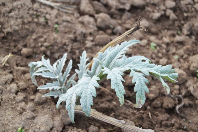 Le Marché de Traon Lan - jeune plant d'artichaut